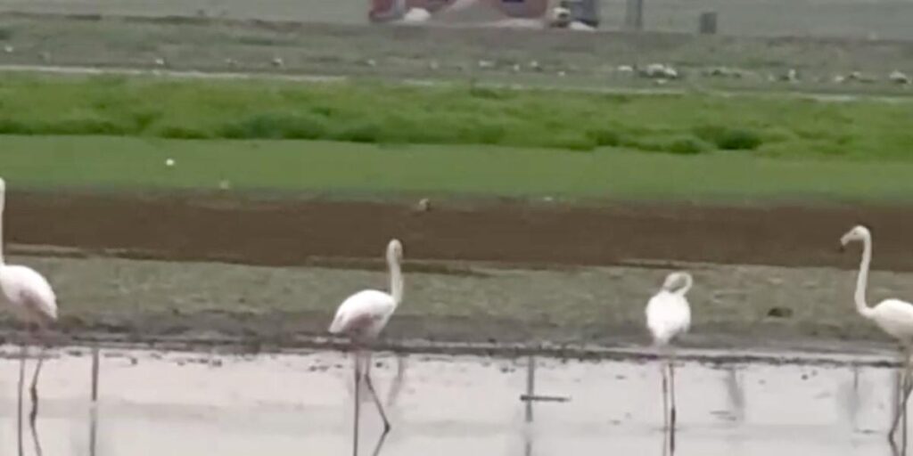 280 türden fazla kuşa ev sahipliği yapan Diyarbakır’da uzun yıllar sonra flamingo görüldü