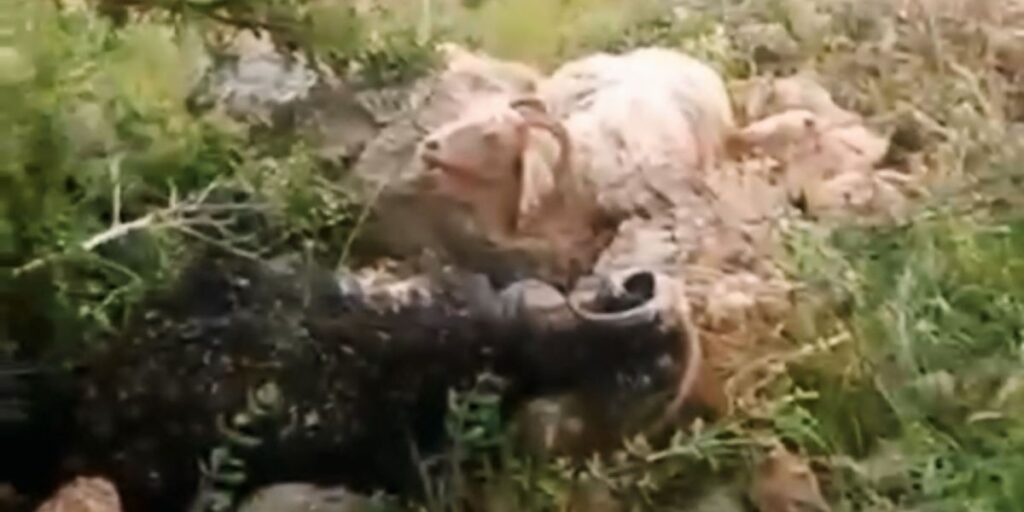 8 koyun telef oldu, çoban yaralandı