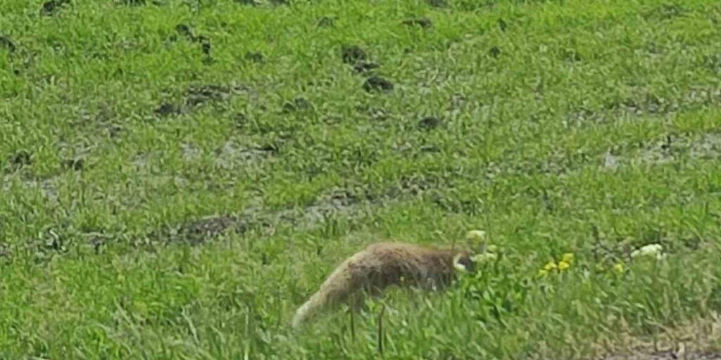 Aç kalan kızıl tilki fare avladı