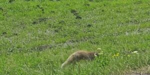 Aç kalan kızıl tilki fare avladı