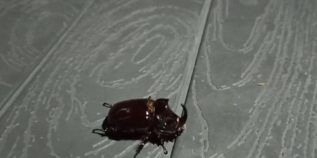 Adıyaman’da Gergedan böceği görüldü