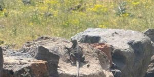 Ağrı Dağı eteklerinde nadir görülen Kafkas Keleri görüntülendi