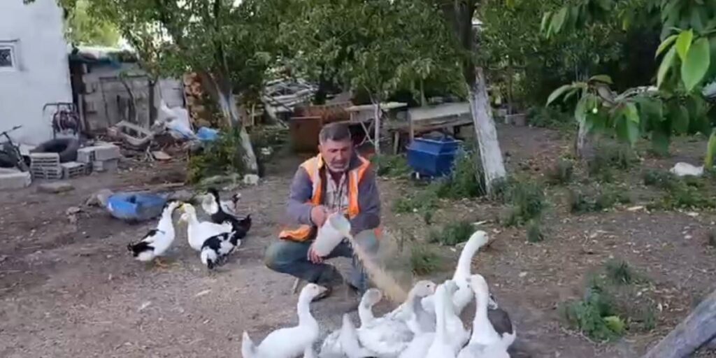 Akyaka’da bir vatandaş kazlarını özenle besliyor