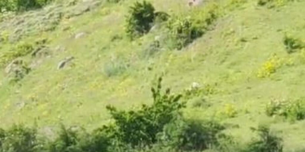 Anne boz ayı ve 2 yavrusu, yiyecek ararken görüntülendi