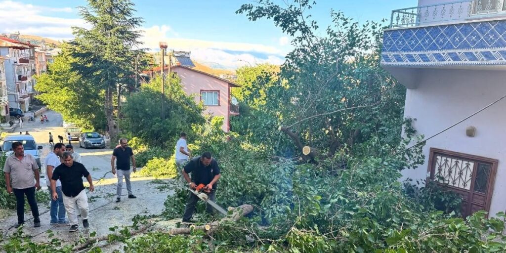 Arapgir’de fırtına ağaçları devirdi