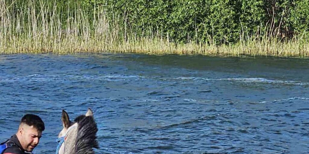 Ardahan’da mahsur kalan atı kurtarma operasyonu