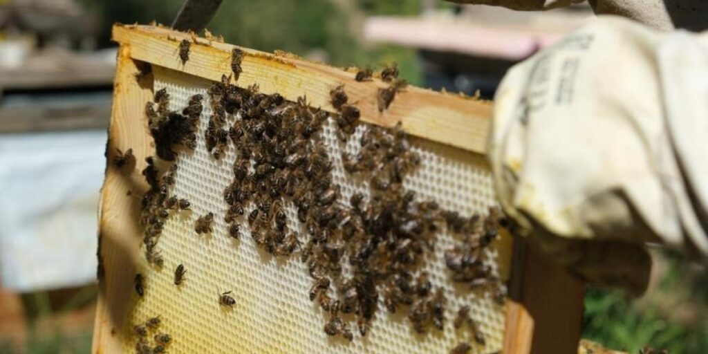 Aşırı sıcaklara karşı arıları koruyun