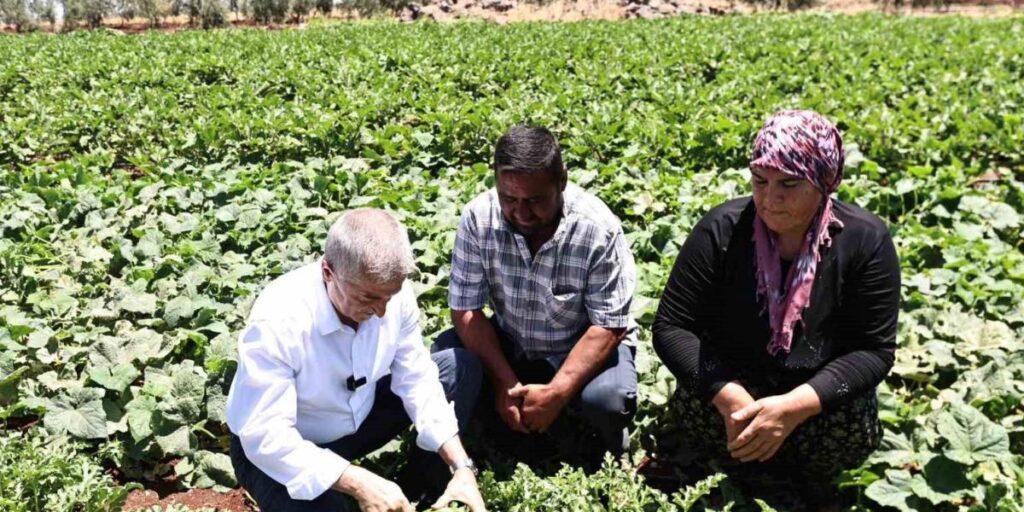 Başkan Tahmazoğlu, tarlada patlıcan ve biber hasadına katıldı