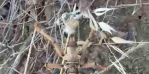 Batman kırsalında 20 santimetrelik dev etçil çekirge şaşkınlığa neden oldu