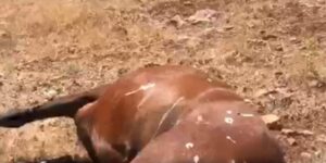 Batman’da öldürülen 7 yılkı atı için 3 şüphelinin ifadesi alındı