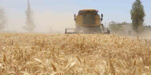 Belediyede hasat zamanı