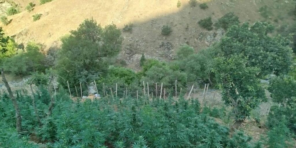 Bingöl’de 15 bin kök kenevir ele geçirildi