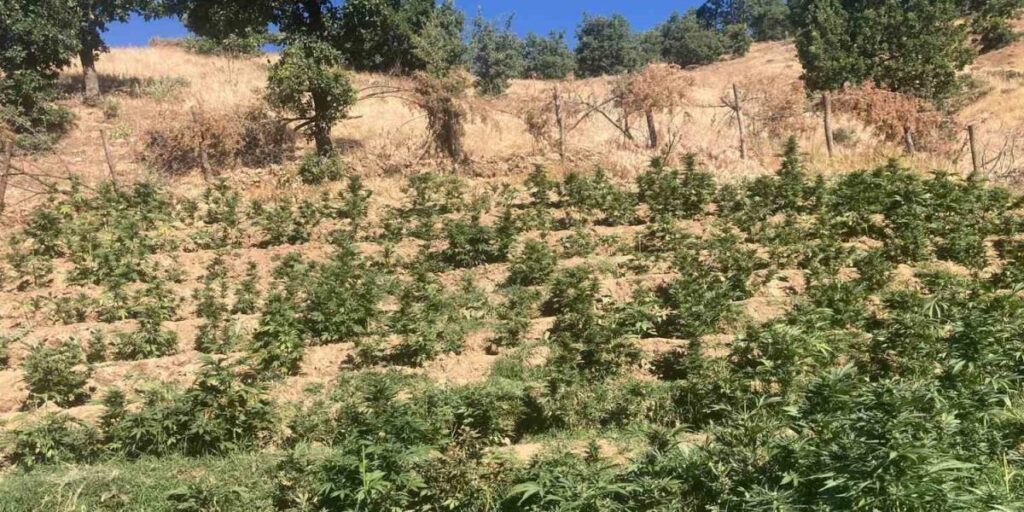 Bingöl’de 19 bin kök skunk bitkisi ele geçirildi