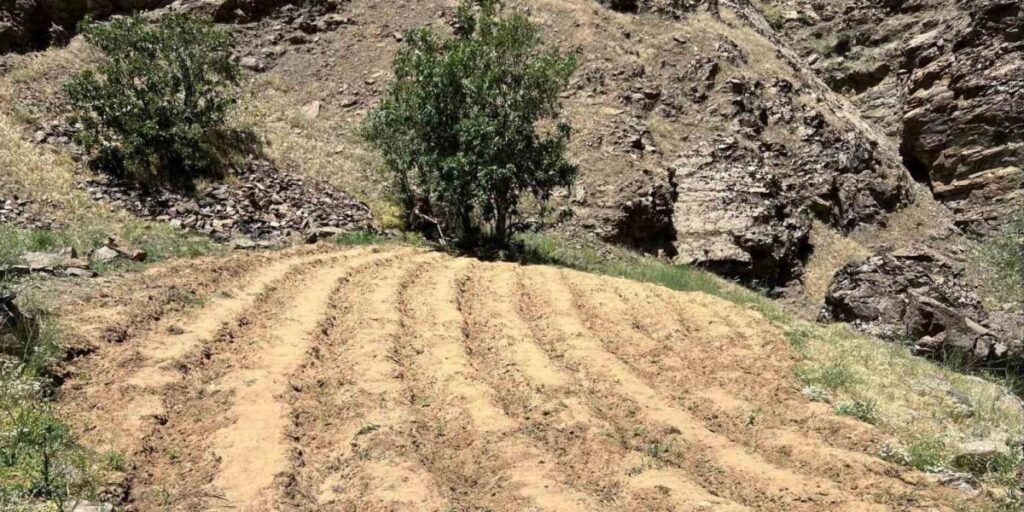 Bingöl’de 2 bin 900 kök kenevir ele geçirildi