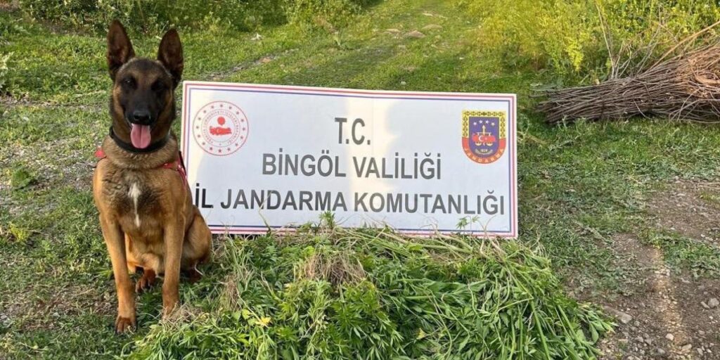 Bingöl’de 4 günde 14 bin 933 kök kenevir ele geçirildi