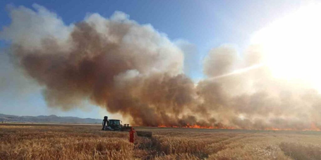Bingöl’de onlarca dönüm ekili arazi küle döndü