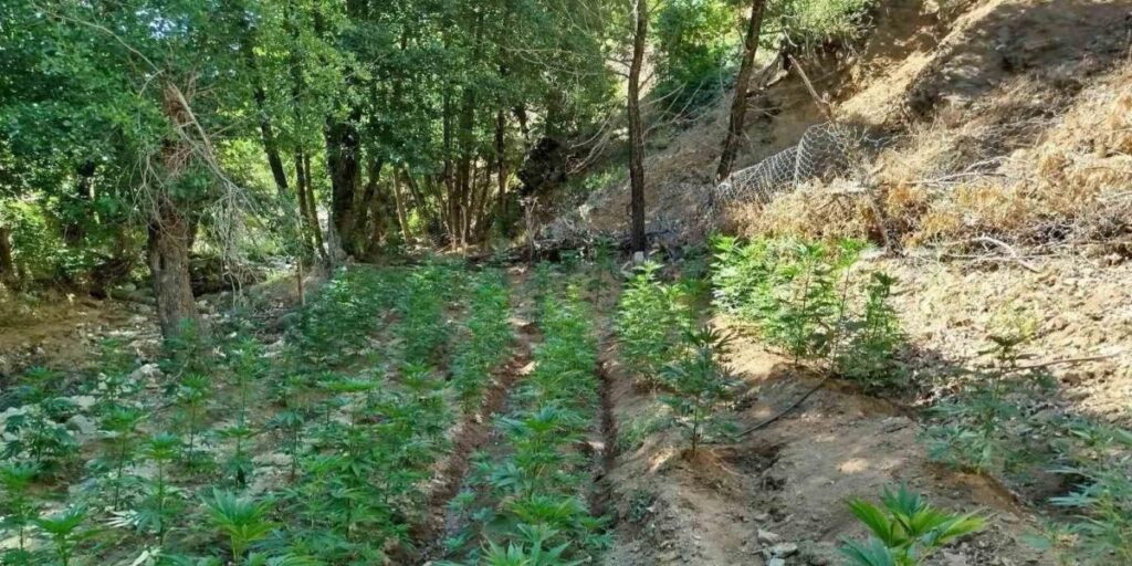 Bingöl’de uyuşturucu operasyonu