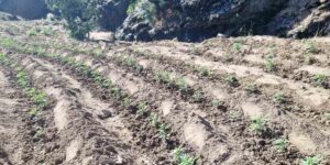 Bingöl’de uyuşturucu üretimine geçit yok