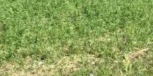 Bingöl’de yılanların dansı kamerada