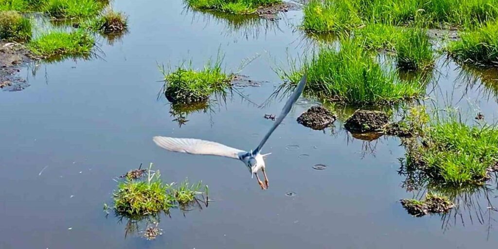 Bitlis’in sulak alanları kuş cennetini andırıyor
