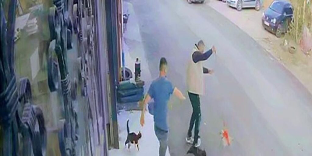 Çılgın kedilerin saldırısı güvenlik kamerasında