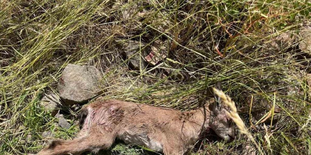 Çoruh Vadisi’nde yaban keçileri tehlike altında
