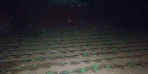 Diyarbakır’da kenevir tarlasını damlama sistemiyle suladılar