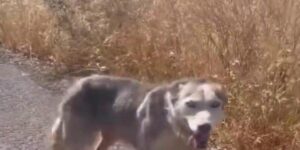Diyarbakır’da melez kurdu evcil köpek çağırır gibi çağırdılar