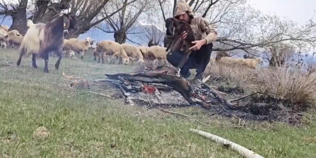 Doluya yakalanan sürüde ıslanan oğlağı ateş yakarak ısıttı