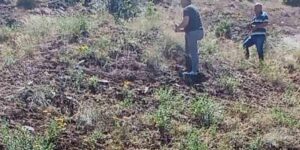 Elazığ’da ada çayı izleme çalışması yapıldı