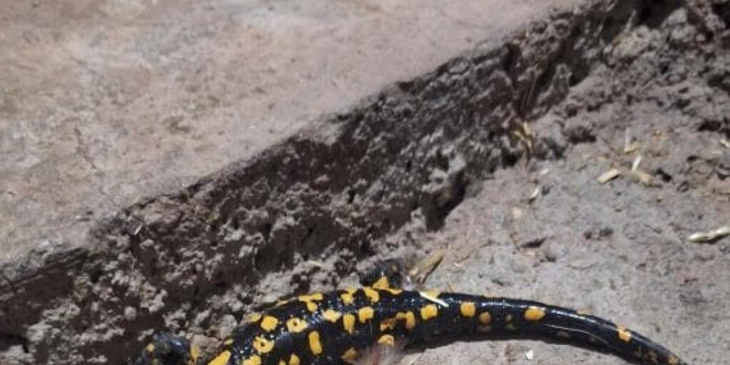 Elazığ’da benekli semender görüldü
