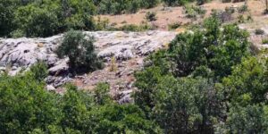 Elazığ’da dağ keçileri, görüntüleri ile hayran bıraktı