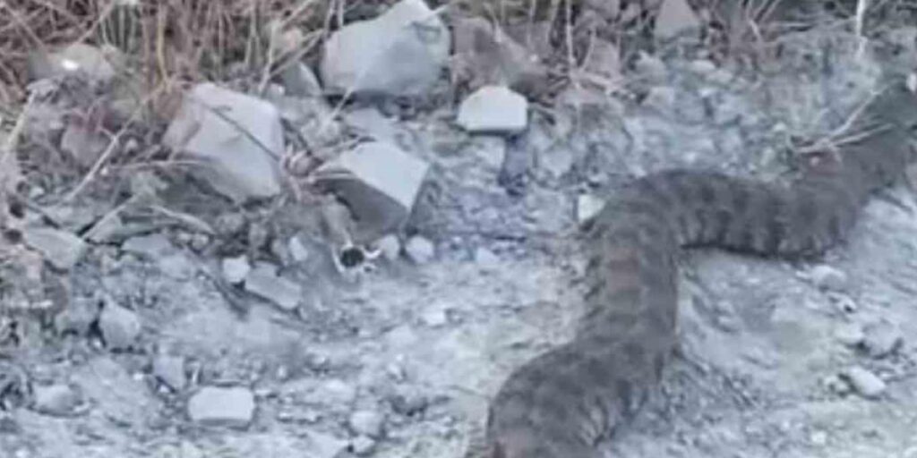 Elazığ’da görüntülenen yılan tedirgin etti