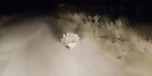 Elazığ’da nesli tükenme tehlikesi altında olan oklu kirpi görüntülendi