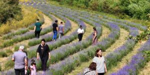 Emekli öğretmenin kurduğu lavanta bahçesi dünyanın dört bir yanından misafirlerini ağırlıyor