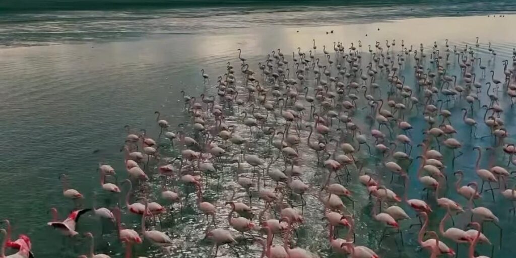 Erçek Gölü narin misafirleri flamingoları ağırlamaya devam ediyor