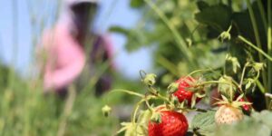 Erzincan’da çilek kilosu 150 liradan tezgâhta yerini aldı