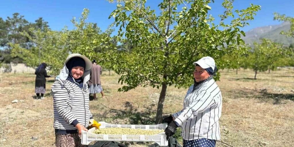 Erzincan’da dut hasadına başlandı
