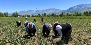 Erzincan’da kadın tarım işçileri güneşin altında alın teriyle pancar üretiyor