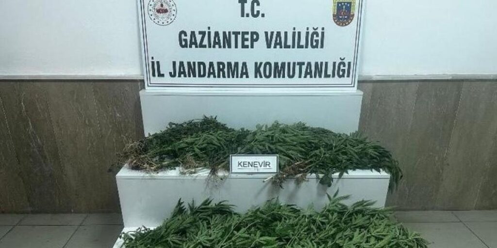 Gaziantep’te 403 kök kenevir ele geçirildi: 14 gözaltı