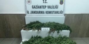 Gaziantep’te 403 kök kenevir ele geçirildi: 14 gözaltı
