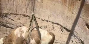 Gaziantep’te çukura düşen görme engelli dana kurtarıldı