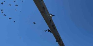 Güvenlik kamerası direğine takılan karga için seferber oldular