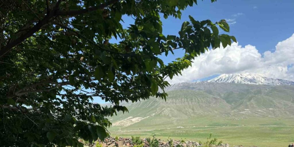 Iğdır’da çorak arazi ağaçlarla yeşeriyor