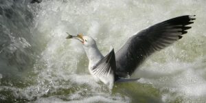 İnci kefalinin hayat mücadelesi objektiflere yansıdı