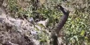 Kamerayla görüntülediği yılanın saldırısına uğradı