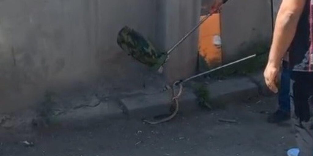 Kars’ta 1 metrelik yılan paniği