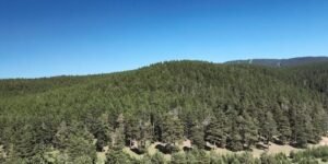 Kars’ta 1 Temmuz’da itibaren ormanlık alanlara girmek yasaklandı