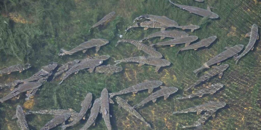 Kars’ta baraj kapağı kapatıldı, yüzlerce balık mahsur kaldı