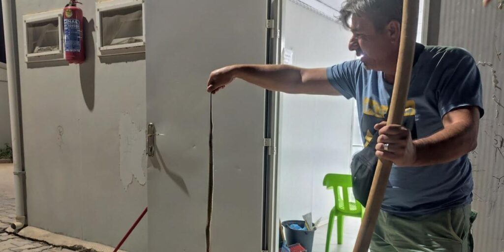 Konteynere giren yılan paniğe neden oldu